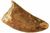 Serrated, Juvenile Carcharodontosaurus Tooth #214412-1